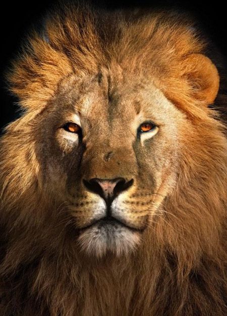 Fabricant grossiste poster animaux